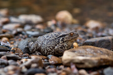 common gray toad on the shore close-up