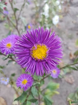 autumn violet flower aster