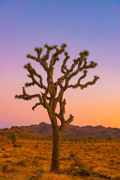 joshua tree in the desert