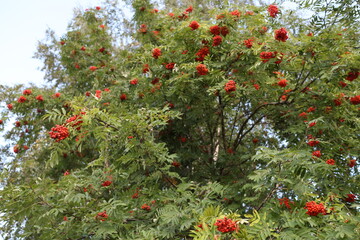 rowan branches in the summer in the village