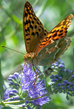Photos of butterflies sitting on flowers in the garden