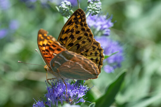 Photos of butterflies sitting on flowers in the garden
