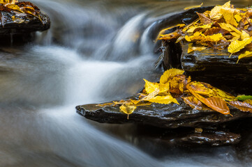 malerischer Flusslauf verschwommen mit goldenen Herbstblättern auf schwarzen Felsen
