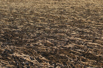 Stubble on sunflower field texture and background
