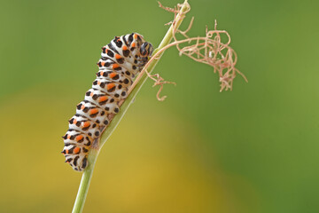 Raupe vom Schwalbenschwanz