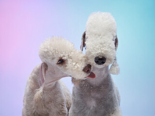 two White Bedlington terrier kiss. Charming pets in studio on color background. dogs with funny hairstyle