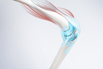 Knee bone and muscles pain, human leg anatomy illustration