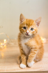 Fototapeta na wymiar Cute orange kitten on a white background.