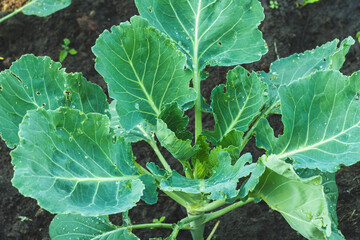 cabbage in the garden with drops of water after rain, White cabbage grown in the home garden. No...