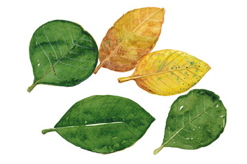 realistic watercolor painting of leaves © Eero_iam