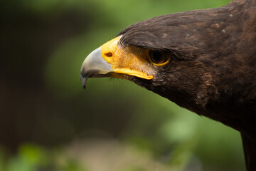 Close up image of Harris's hawk face.