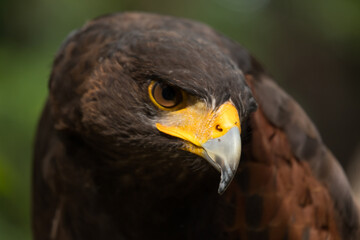 Close up image of Harris's hawk face.