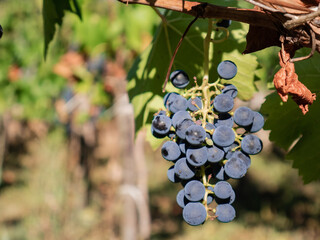 Dark blue grapes ripening on the vine branch of a vineyard preparing to be picked during the grape...