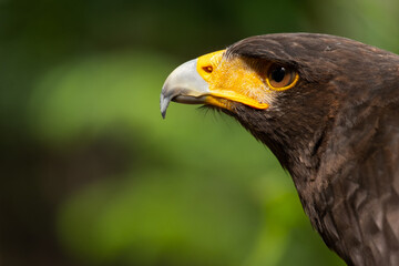 Close up image of Harris's hawk face.