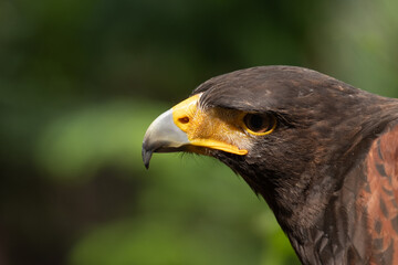 Close up image of Harris's hawk face.
