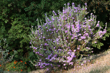 Obraz premium Langman's sage (Leucophyllum langmanae) in bloom in a garden on the French Riviera in August.
