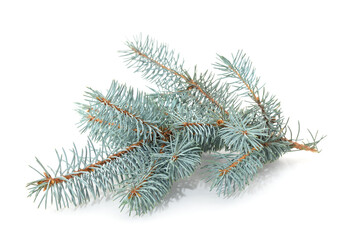 Naklejka na ściany i meble Blue branches of pine.