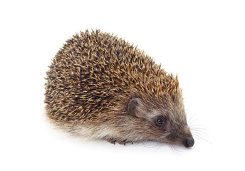 One brown hedgehog.