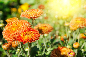 Background of yellow-orange chrysanthemums closeup in bright sunlight. Autumn flowers in the garden.