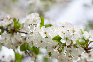 Obraz premium Blooming cherry branch. Close up of blooming with white flowers in spring on light blurred background in cherry orchard, Cerasus vulgaris Mill.