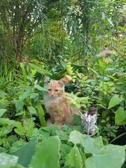tiger in the forest