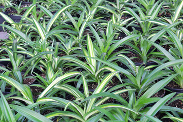 Rows of potted tiny spider plant seedlings