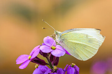 Beautiful cabbage white butterfly gets the nectar from a purple flower. blurred background, selective focus point	
