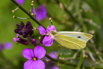 beautiful cabbage white butterfly gets the nectar from a purple flower of the Erysimum Bowles Mauve with blurred background, selective focus point,