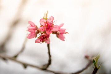 spring flowers