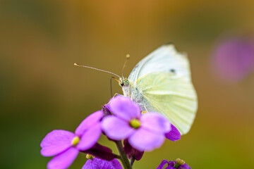 Beautiful cabbage white butterfly gets the nectar from a purple flower. blurred background, selective focus point	