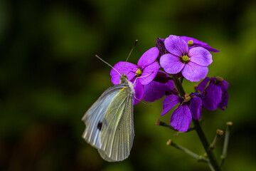 Beautiful cabbage white butterfly gets the nectar from a purple flower of the Erysimum Bowles Mauve with blurred background	