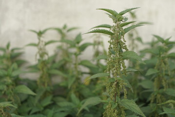 nettle grows near the fence 
