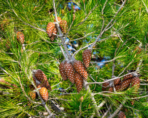 Pine Cones. Isolated.  Close-Up