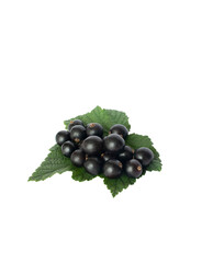 black currant berries isolated on white background