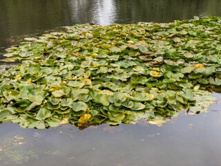 Obraz na płótnie Canvas lilies in the pond