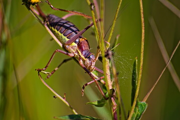 Gatunek (sp.) szarańczaka (Acrididae) . Szarańcza , konik polny ,  samica z pokładełkiem. Species (sp.) Of the locust (Acrididae). Locusts, grasshoppers, female with an ovipositor.  © Grzegorz
