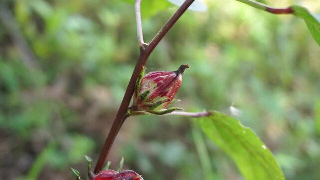 Rosella flower (also called roselle) with a natural background. Use as herbal drink and herbal medicine