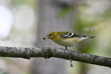 Bay Breasted warbler with confusing fall colors with a beetle in its beak