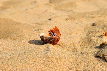 shell on the sand
