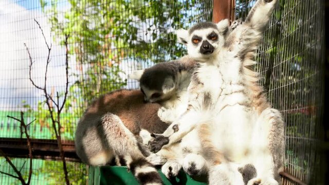 A family of lemurs relax in the sun at the zoo. 4k video.