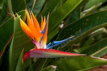 Fototapeta na wymiar Une fleur d'oiseau de paradis également appelée strelitzia.