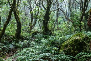 Fototapeta na wymiar Forêt subtropicale sur l’île de Madère. 