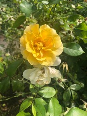 Obraz premium yellow rose bush