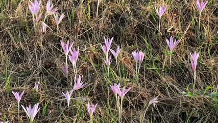 Colchico d'autunno, falso zafferano
