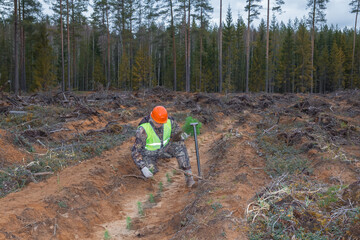 A forest worker is planting tree seedlings. The concept of reforestation after felling and...