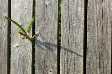 Sprig of green pine growing between the wooden boards of the fence. Concept of perseverance