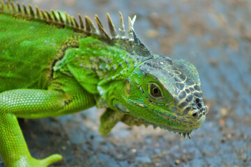 iguana on a tree