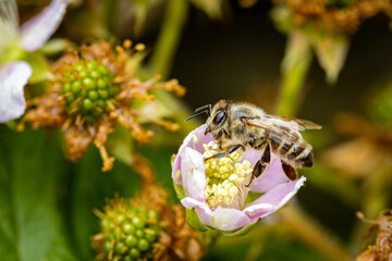 Fototapete bei efototapeten.de bestellen   