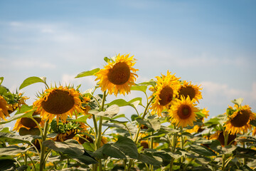 Obraz premium Close-up photo of blooming sunflowers in the background of vibrant clouds. Bright photo of sunflowers in bloom