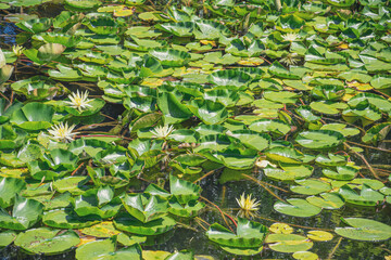 summer pond with water white lilies
